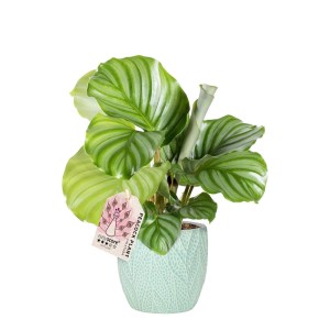 janet lind dracaena Janet Lind Dracaena main image 1