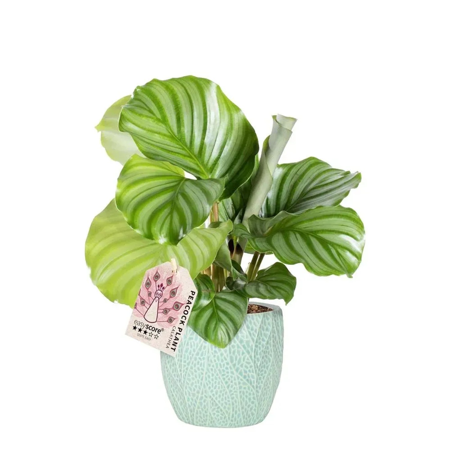 Calathea orbifolia vaso 12 cm acquista da OBI
