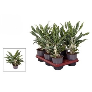 Piante verdi t.b.t. multiple in vaso su un vassoio. Piante da interno.