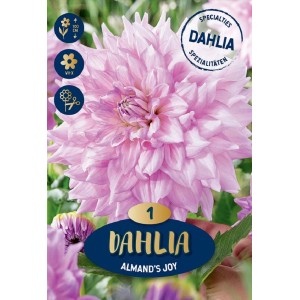 Primo piano di un fiore di Dahlia Almand's Joy lavanda-bianco.