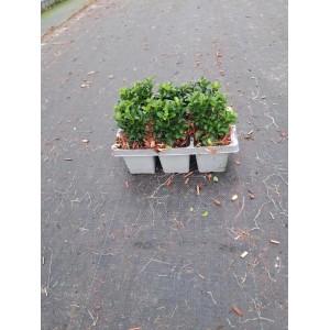 Piante Evonomo in vassoio con foglie verdi.