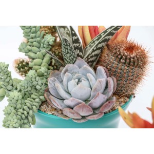 Diverse piante grasse e cactus in vaso turchese.
