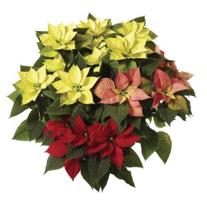 Stella di Natale tricolore (Poinsettia) in giallo, rosso e rosa con foglie verdi.