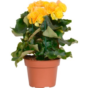 Begonia Elatior gialla GROW by OBI in vaso (circa 13 cm Ø).