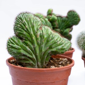 Cactus 't.b.t.' verde in vaso marrone. Pianta grassa da interno.