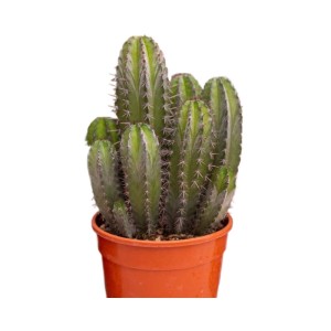 Cactus colonnari Mix vaso Ø 17 cm