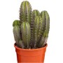 Cactus colonnari Mix vaso Ø 17 cm_3