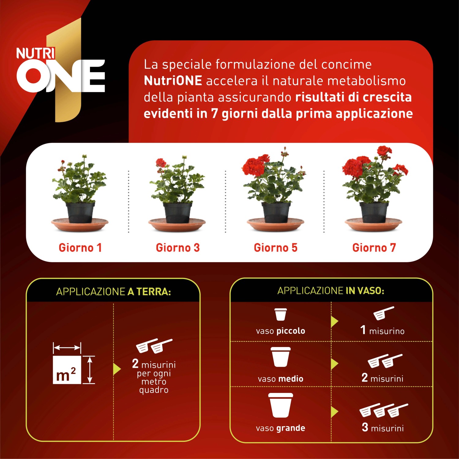 Concime universale NutriONE: Crescita di un geranio in 7 giorni e istruzioni di dosaggio.