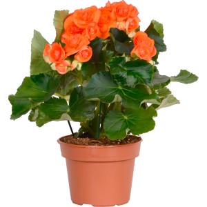 Begonia arancione in vaso.