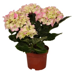 Ortensia da interno rosa in vaso, circa 9,5 cm di diametro, con delicati fiori rosa e bianchi.