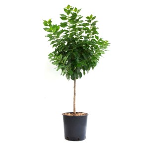 Ciliegi albero standard in vaso con foglie verdi.