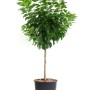 Ciliegi albero standard in vaso con foglie verdi.