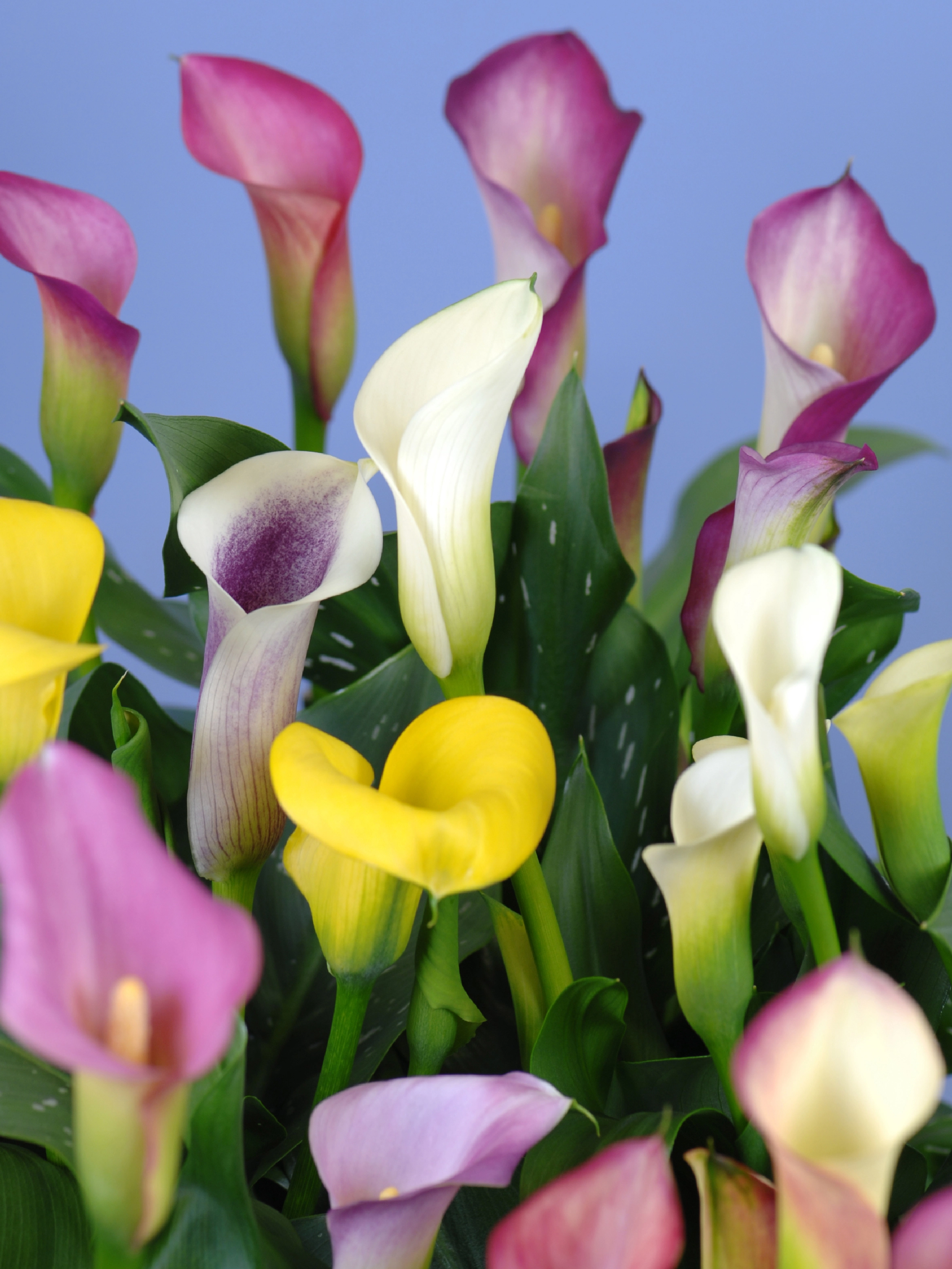 Zantedeschia mix vaso Ø 10,5 cm OBI