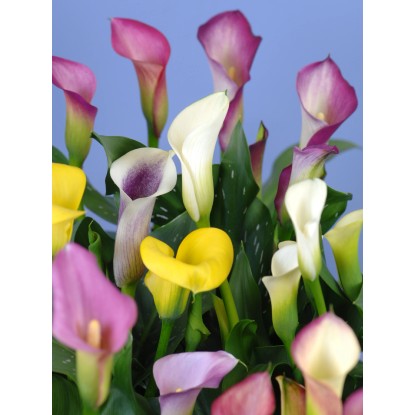 Zantedeschia mix vaso Ø 10,5 cm
