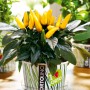 Pianta di peperoncino giallo in vaso, Semi da orto.