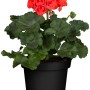 Geranio eretto (Pelargonium Zonale) in vaso, fiori rosso vivo e foglie verdi.