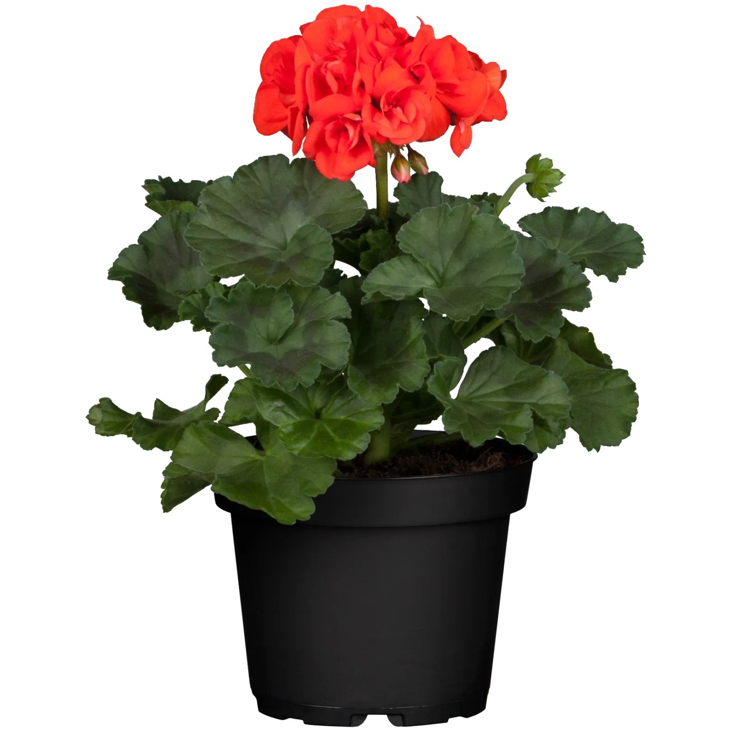 Geranio eretto (Pelargonium Zonale) in vaso, fiori rosso vivo e foglie verdi.