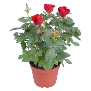 Rosa in vaso da 12 cm con fiori rossi e foglie verdi.