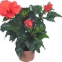 Ibisco rosa Hawaii Mix in vaso, circa 13 cm, con fiori rossi e foglie verdi.