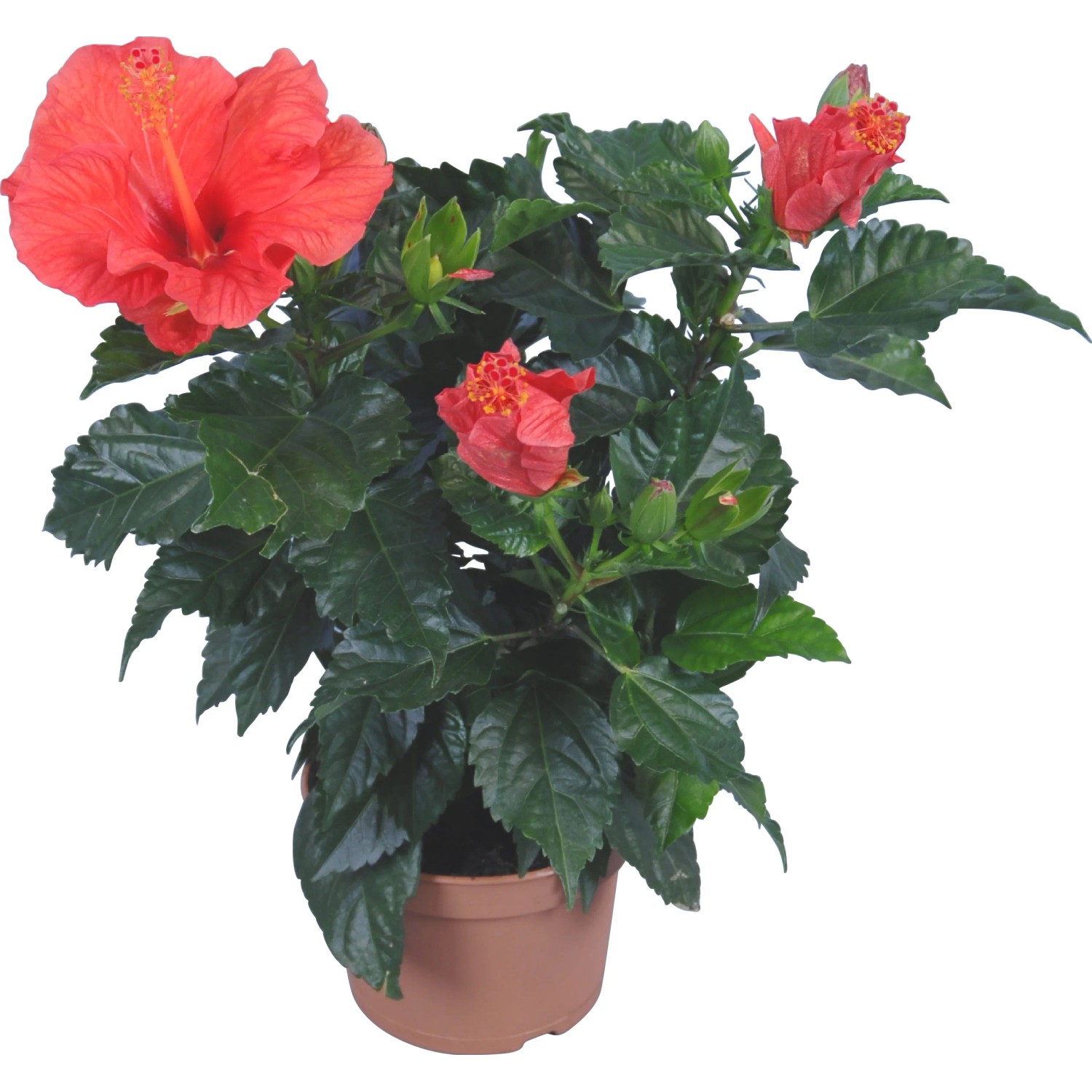 Ibisco rosa Hawaii Mix in vaso, circa 13 cm, con fiori rossi e foglie verdi.