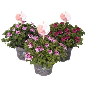 Geranio nobile 'Angel Perfum' in vaso, vari colori. Fiore estivo profumato per giardino e balcone.