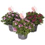 Geranio nobile 'Angel Perfum' in vaso, vari colori. Fiore estivo profumato per giardino e balcone.