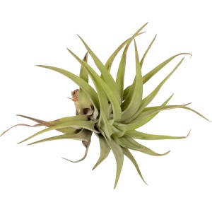 Primo piano di una Tillandsia verde, una pianta d'appartamento facile da curare.