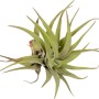 Primo piano di una Tillandsia verde, una pianta d'appartamento facile da curare.