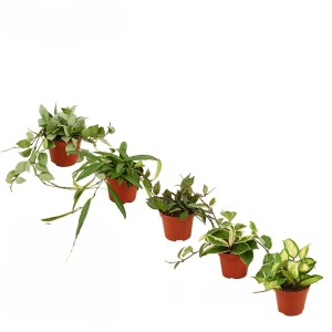 Diverse piante grasse t.b.t. in vaso.