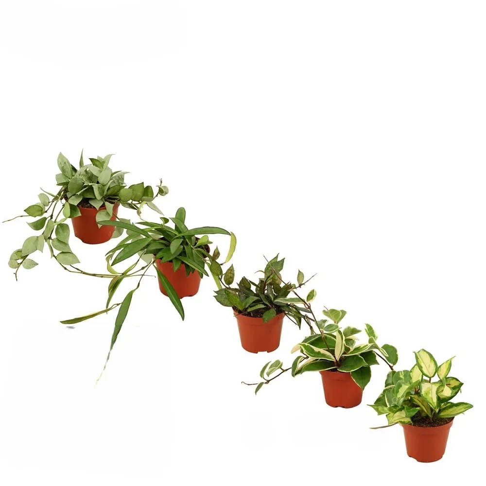 Piante Ed Erbe Aromatiche Rabarbaro: Varietà E Formati Disponibili - Foto 5