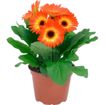 Gerbera Twister arancione Ø vaso 12 cm