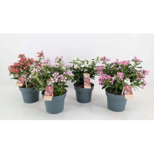 Pianta Catharanthus Soiree vaso 14 cm