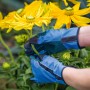 Guanti da fioraio blu con borchie in PVC (taglia 8) che si prendono cura dei fiori.