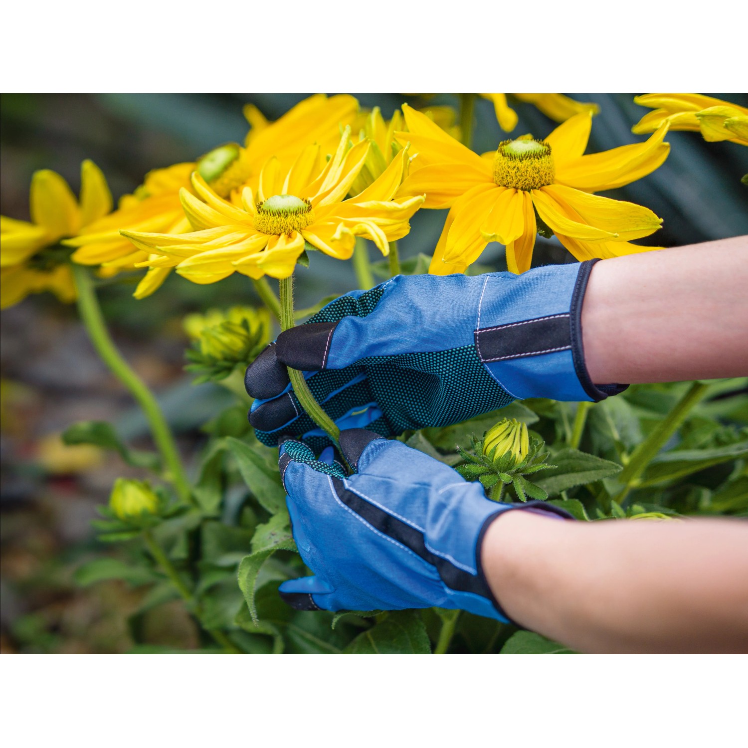 Guanti da fioraio blu con borchie in PVC (taglia 8) che si prendono cura dei fiori.