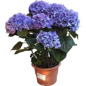 Ortensia blu-viola in vaso, fioritura rigogliosa. Ortensia decorativa da giardino.