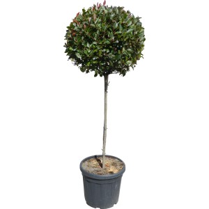 Fotinia Little Red Robin ad alberello in vaso, altezza circa 120 cm.