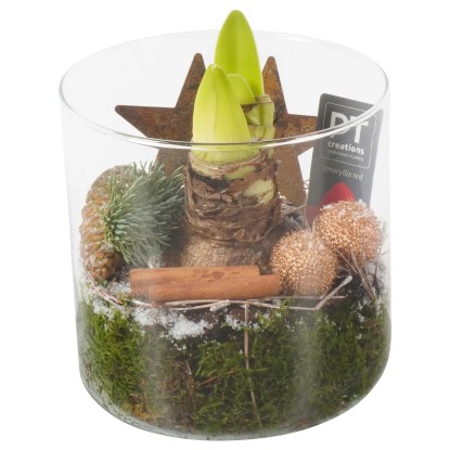 Composizione di piante di Amaryllis in vaso di vetro Ø ca. 15 cm