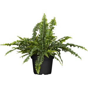 Felce a spada verde (Nephrolepis exaltata) in vaso nero, felce da interno di GROW by OBI.