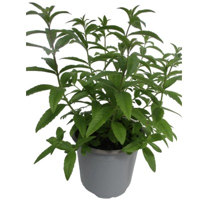 Pianta di Limonina vaso Ø 14 cm