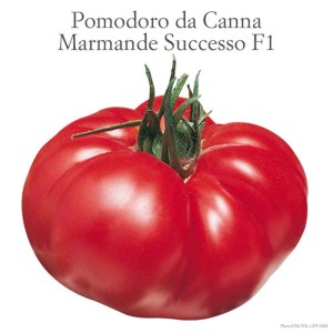 Pomodoro rosso Marmande 'Successo F1', una varietà ad alta resa per l'orto.