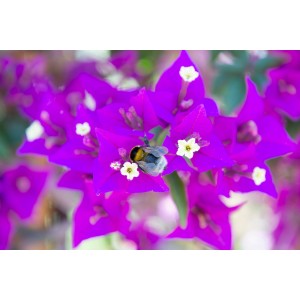 Primo piano di un bombo su una pianta rampicante a fiori viola.