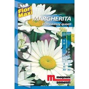 Confezione di semi di margherita 'Bianca May Queen' di Magnani Sementi. Semi di fiori per il giardino.