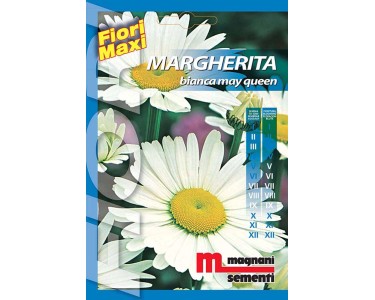 Semi fiori Margherita Mayqueen - Piante