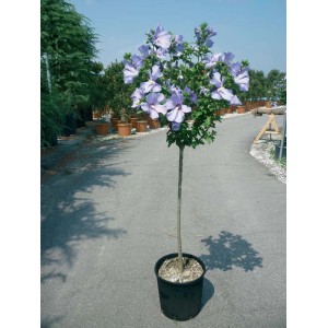 Ibisco Altea (Ibisco) a fiori blu in vaso.