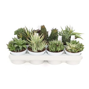 Diverse piante grasse in vasi bianchi su un vassoio.