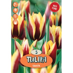 Tulipano 'Gavota', fiore rosso-giallo, bulbo da fiore per il giardino.