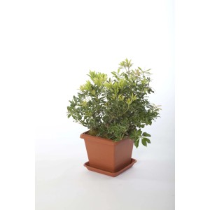 Vaso quadro Terrae 35 cm in plastica