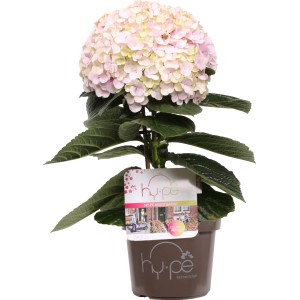 Ortensia Hy-pe Avantgarde in vaso, fiore rosa-bianco. Pianta da interno fiorita.