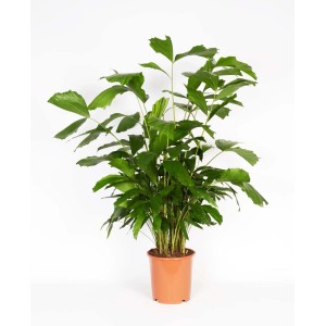 Pianta d'appartamento verde 't.b.t.' in vaso, un'aggiunta decorativa per la tua casa.