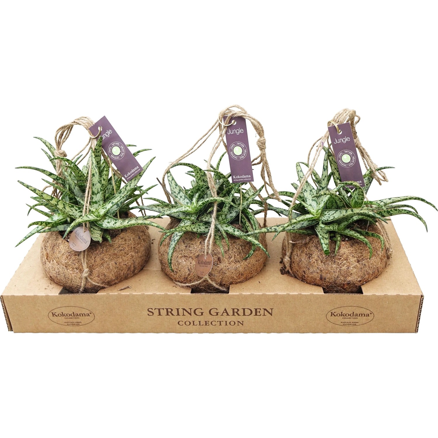 Tre piante verdi t.b.t. in vasi sospesi in fibra di cocco su un vassoio di cartone.